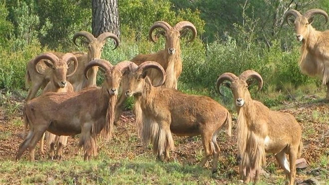 Admitida a proposición de lei para modificar a Lei de Biodiversidade