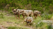 O Consello de Berna acepta a reducción do estatus de protección do lobo en Europa