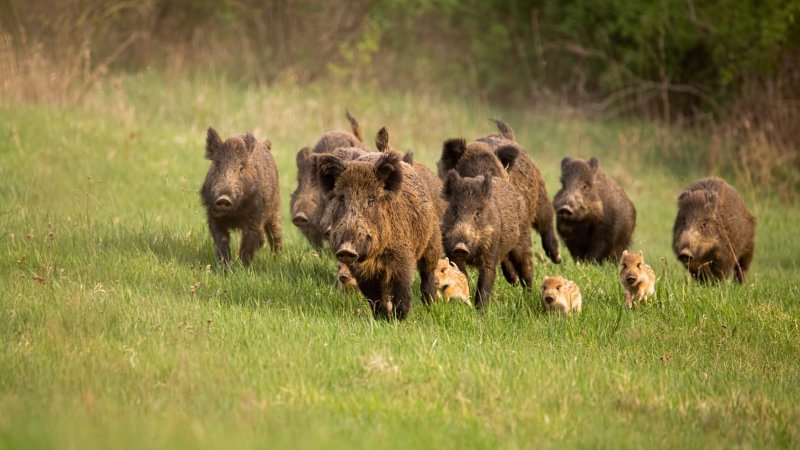 A Consellería de Medio Ambiente ven de activar novamente a Emerxencia Cinexética