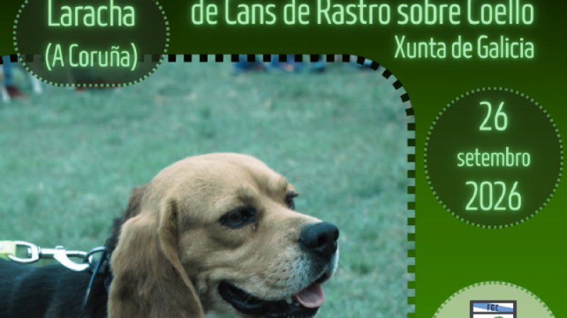 No Tecor Bergantiños Norte coñeceranse os mellores beagles galegos de rastro sobre coello