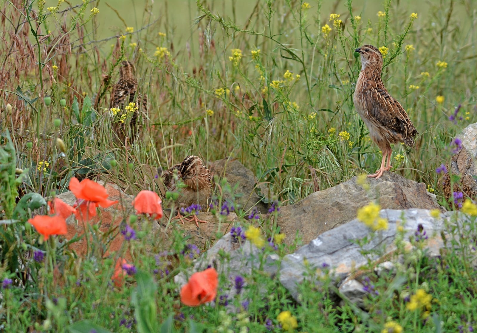 As federacións de caza logran o respaldo de varias comunidades autónomas para esixir ao Goberno unha posición firme en defensa da caza do paspallás