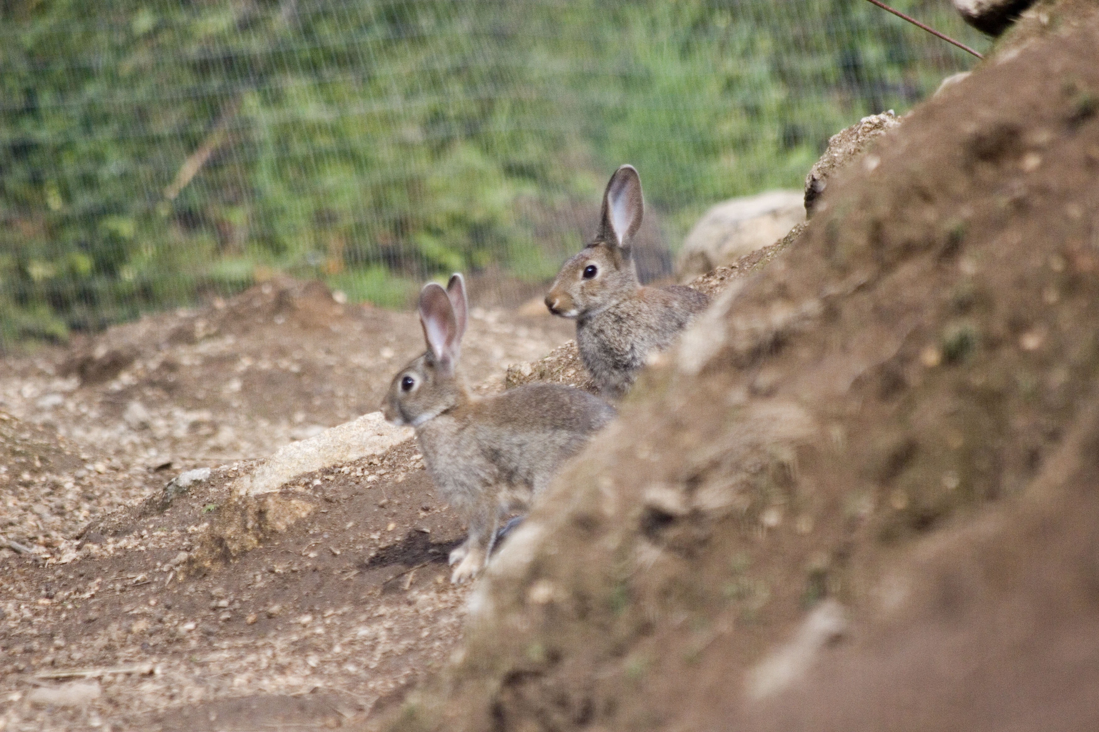 Datas, períodos e peticións do Comité Galego de Caza para a vindeira tempada cinexética 2026/2027