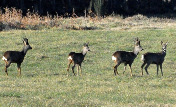 Chega a tempada de asexos de corzo