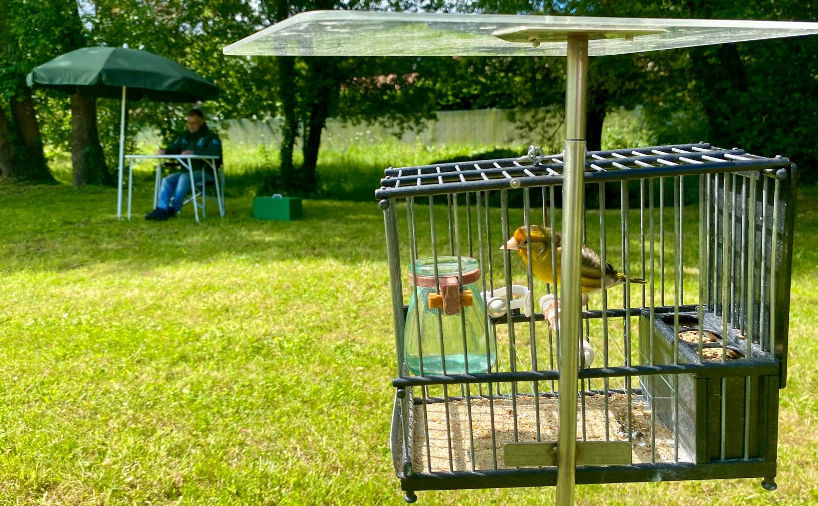 Xa coñecemos os novos campións autonómicos de paxariles