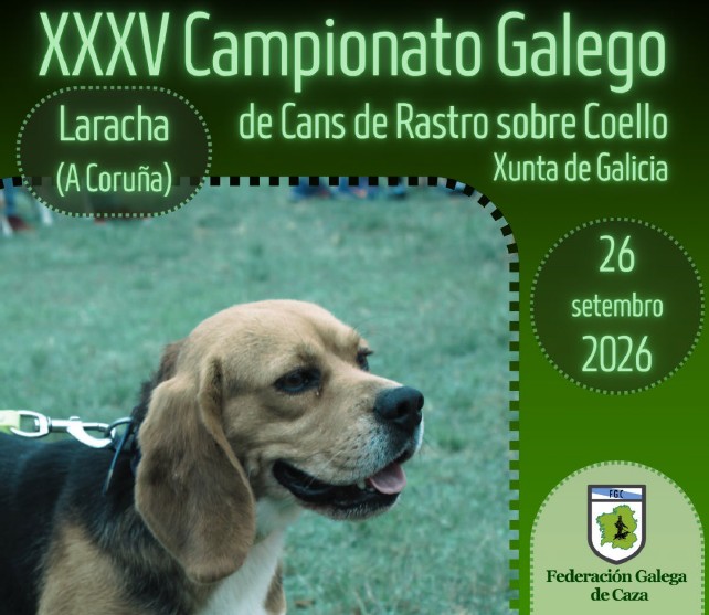 No Tecor Bergantiños Norte coñeceranse os mellores beagles galegos de rastro sobre coello