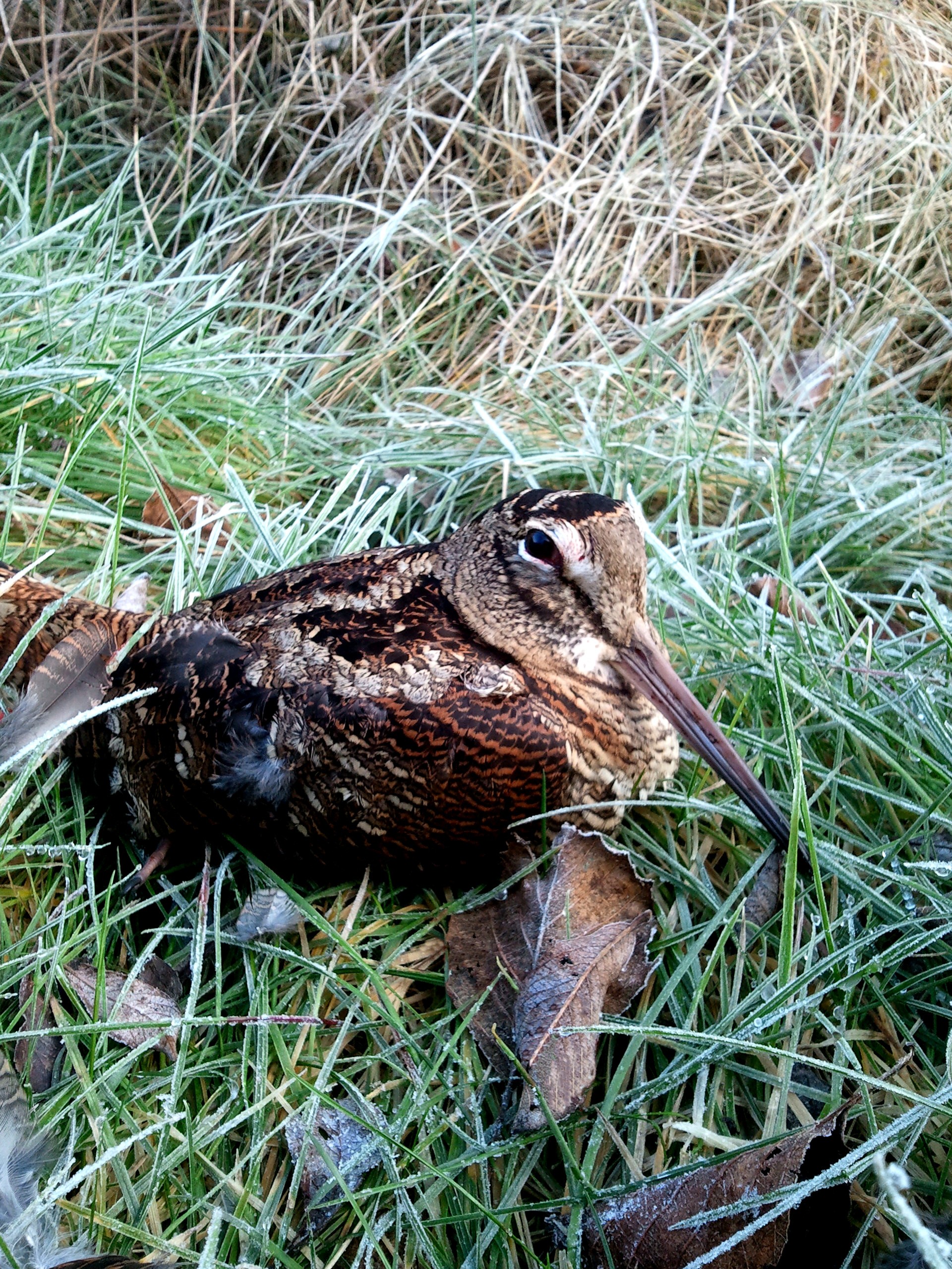 Caza de Arceas